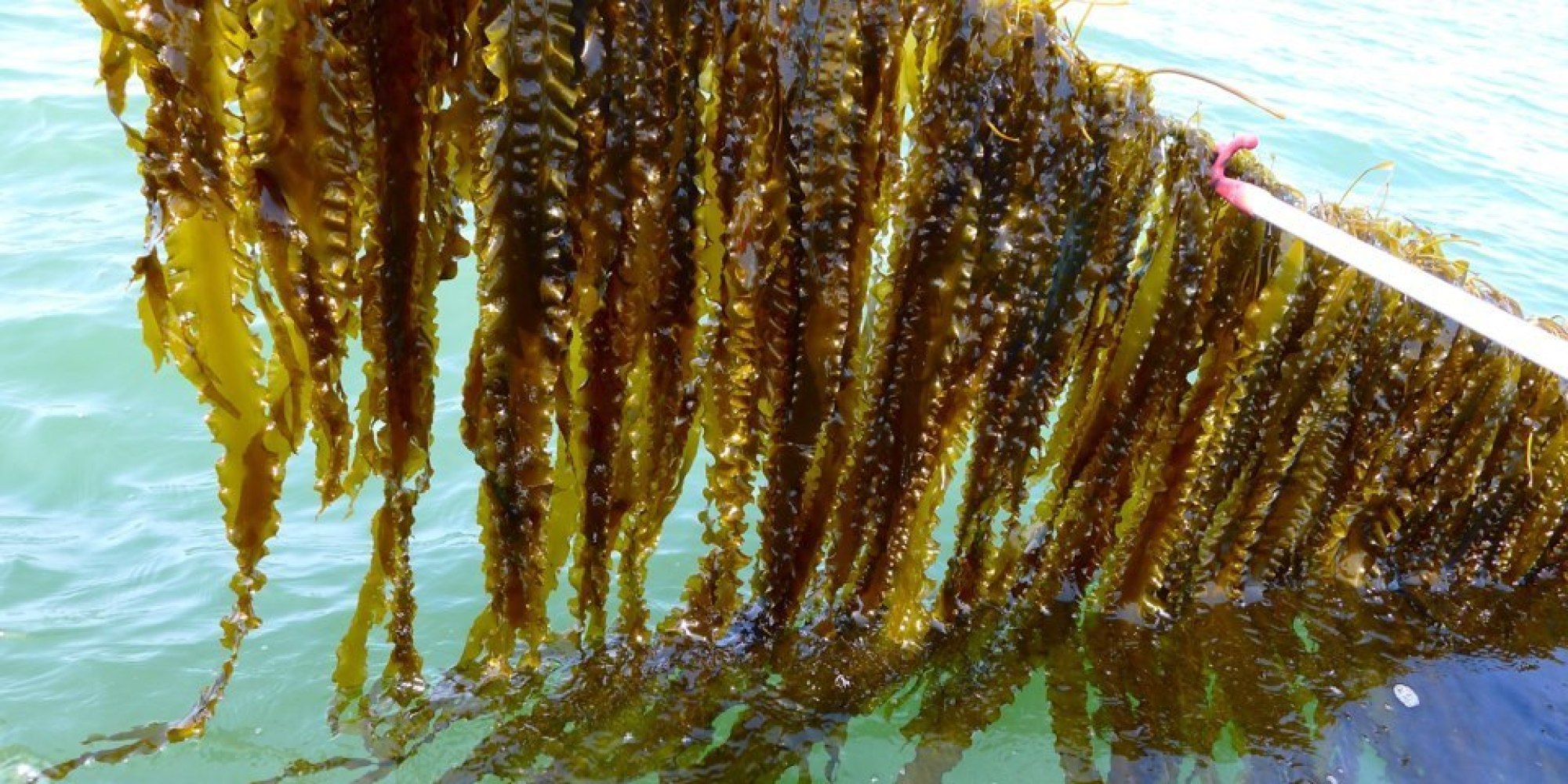 o-kelp-facebook